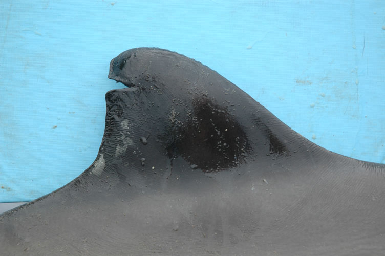 dorsal fin.jpg